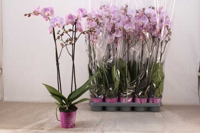 <h4>PHAL OV ROZE</h4>