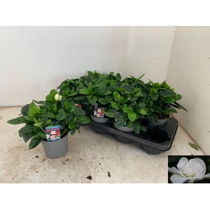 GARDENIA JASMINOIDES