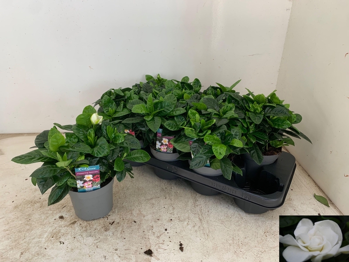 <h4>GARDENIA JASMINOIDES</h4>