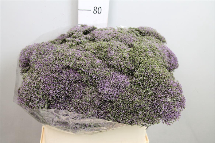 <h4>Trach Blue Shine</h4>