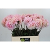 Dahlia Sweet Nathalie