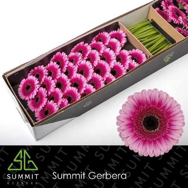 <h4>GE MI ISABELLE</h4>