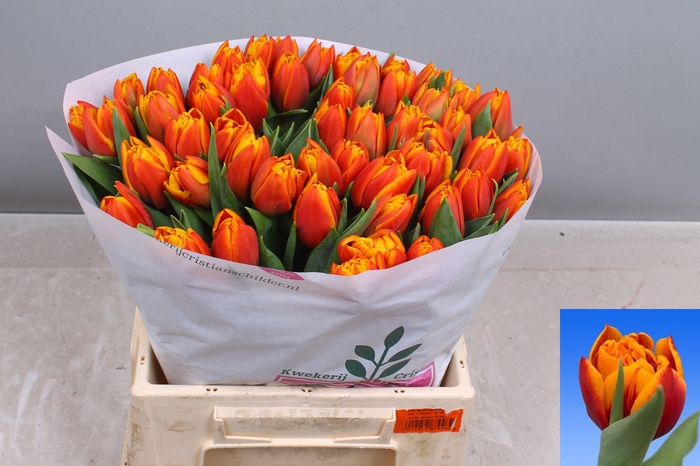 <h4>TU DU ATLAS</h4>