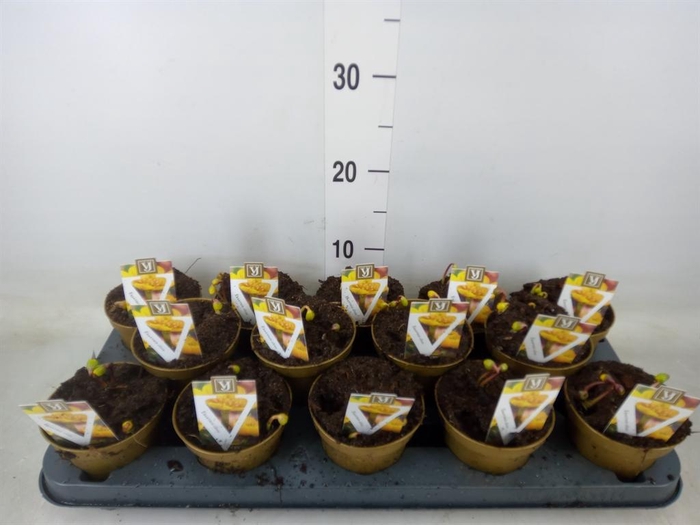 <h4>Eranthis hyemalis</h4>