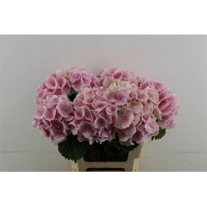 Hydr M Lollypop Pink 60-19