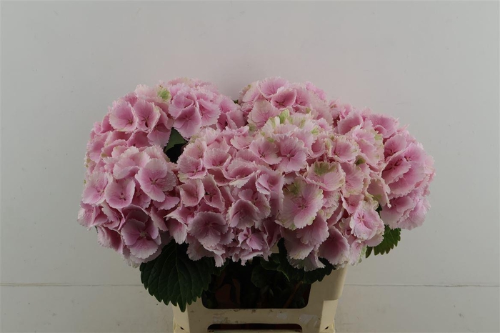 <h4>Hydr M Lollypop Pink 60-19</h4>
