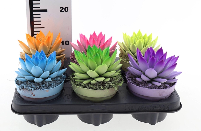 <h4>Echeveria 'Miranda'</h4>