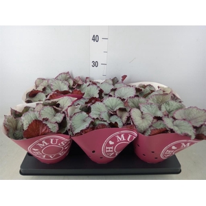 Begonia BD 'Hawaiian Silver'