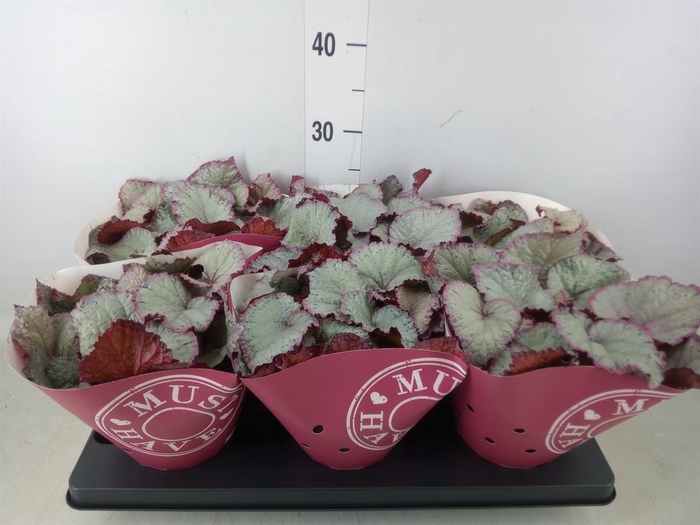 <h4>Begonia BD 'Hawaiian Silver'</h4>