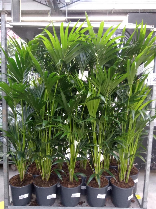 <h4>Howea forsteriana</h4>