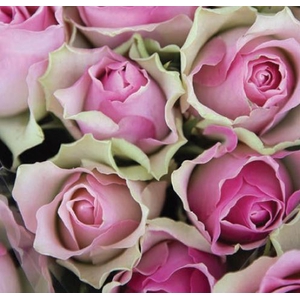 Rosa Pink Belle Rose