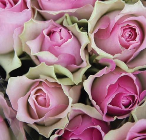 Rosa Pink Belle Rose