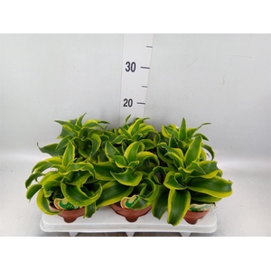 Dracaena frag. 'Tornado'