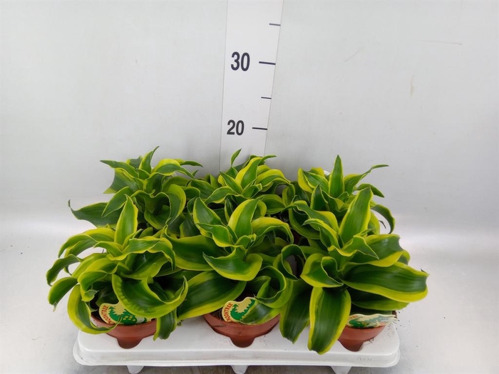 <h4>Dracaena frag. 'Tornado'</h4>
