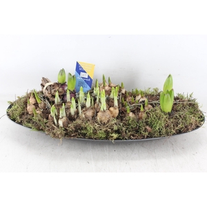 arr4 Bollenmix MB - Kunstst. ovaal XXL