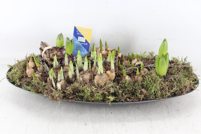 <h4>arr4 Bollenmix MB - Kunstst. ovaal XXL</h4>