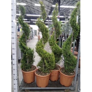 xCupressocyparis ley.   ...