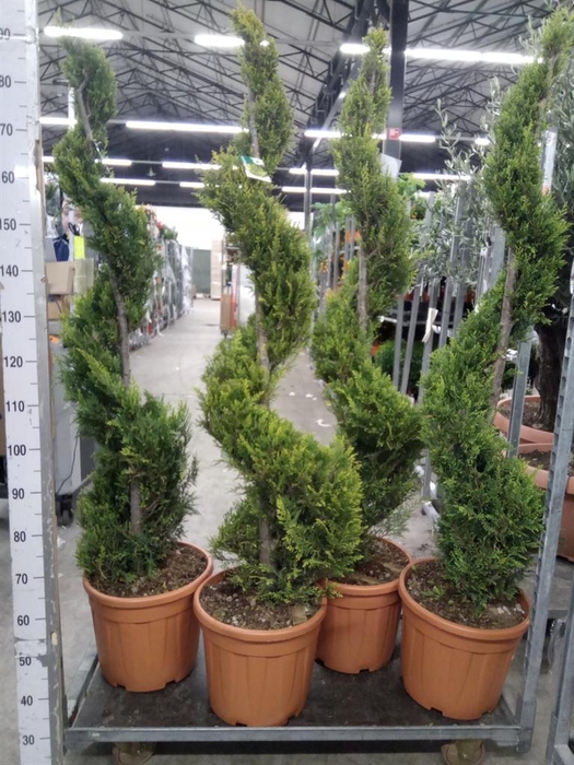 <h4>xCupressocyparis ley.   ...</h4>