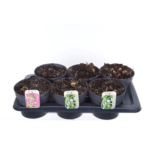 Dicentra spectabilis mix