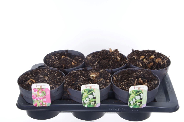 <h4>Dicentra spectabilis mix</h4>