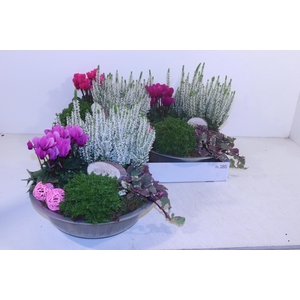 ARR TUINPLANTEN