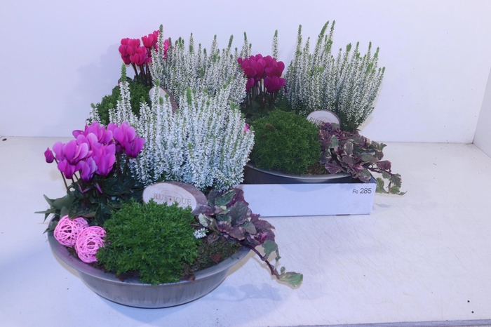 <h4>ARR TUINPLANTEN</h4>