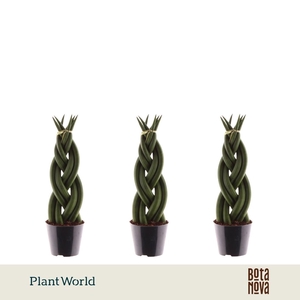 Sansevieria cylindrica 'Twist'