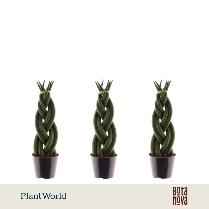 <h4>Sansevieria cylindrica 'Twist'</h4>