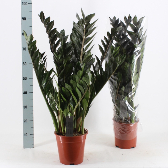 <h4>ZAMIO SUPER NOVA</h4>