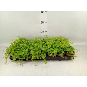 Peperomia rotundifolia