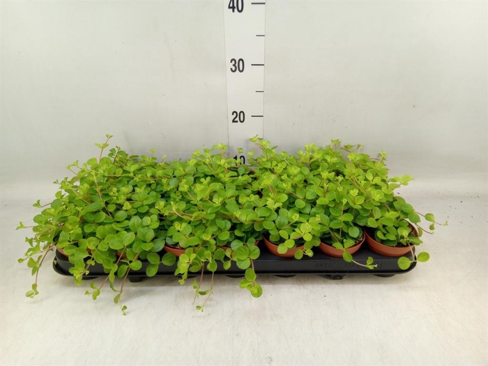 <h4>Peperomia rotundifolia</h4>