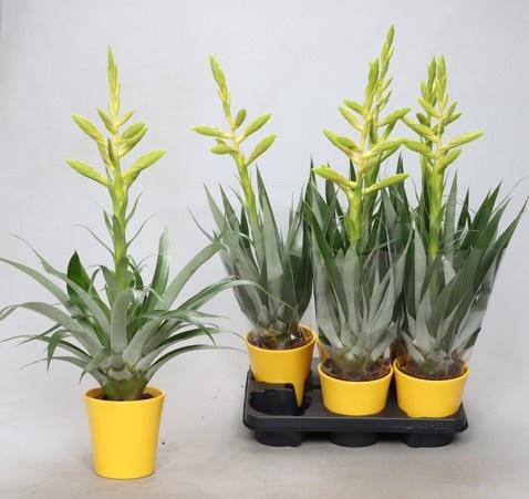 <h4>TILL OERSTEDIANA</h4>