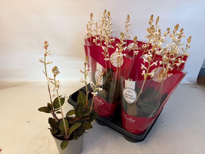 <h4>LUD DISCOLOR</h4>