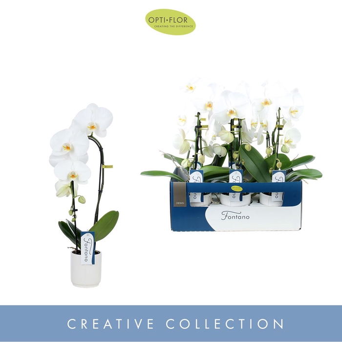 <h4>Phalaenopsis wit meer takken</h4>