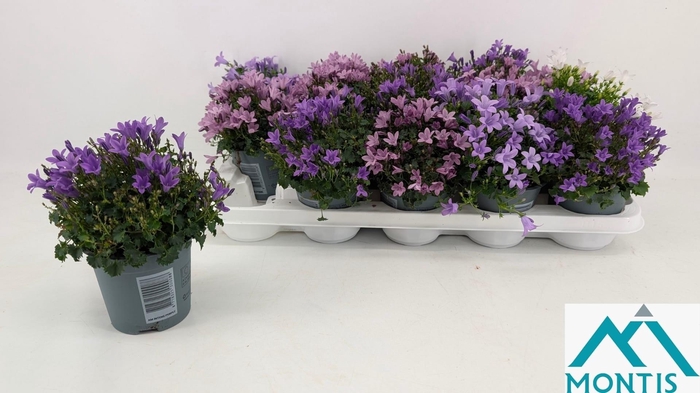 <h4>CAMP ADDENDA MIXK</h4>