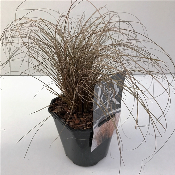 Graminées Carex 'Bronze Form'