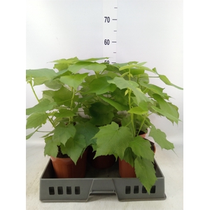 Sparrmannia africana