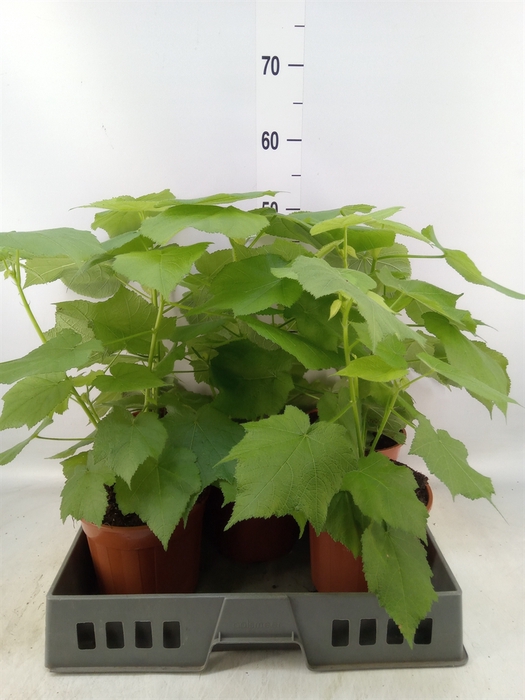 <h4>Sparrmannia africana</h4>