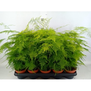 Asparagus setaceus