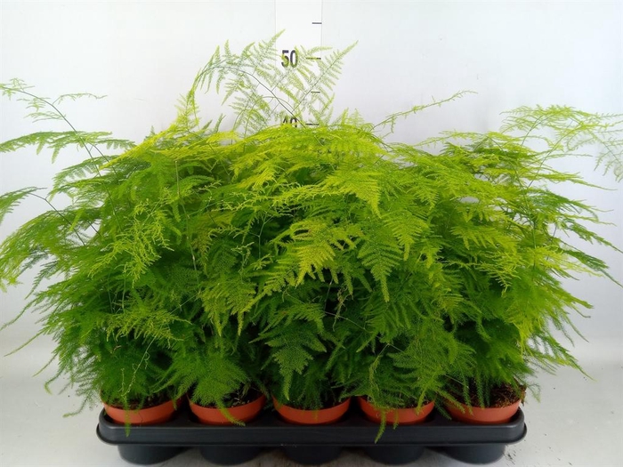 <h4>Asparagus setaceus</h4>