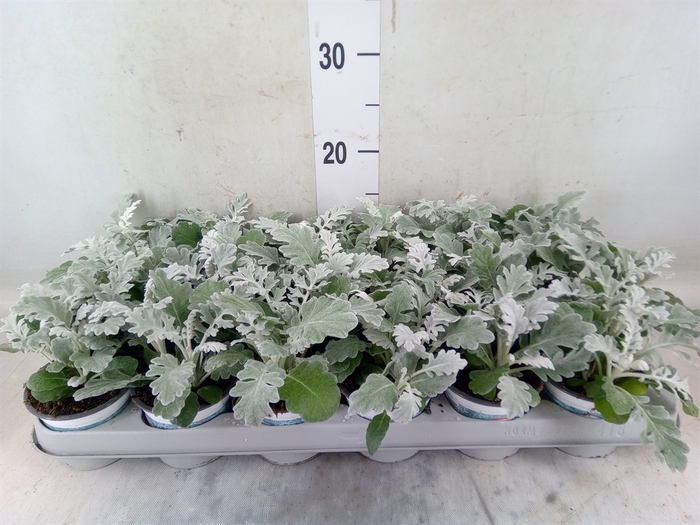 <h4>Jacobaea maritima</h4>