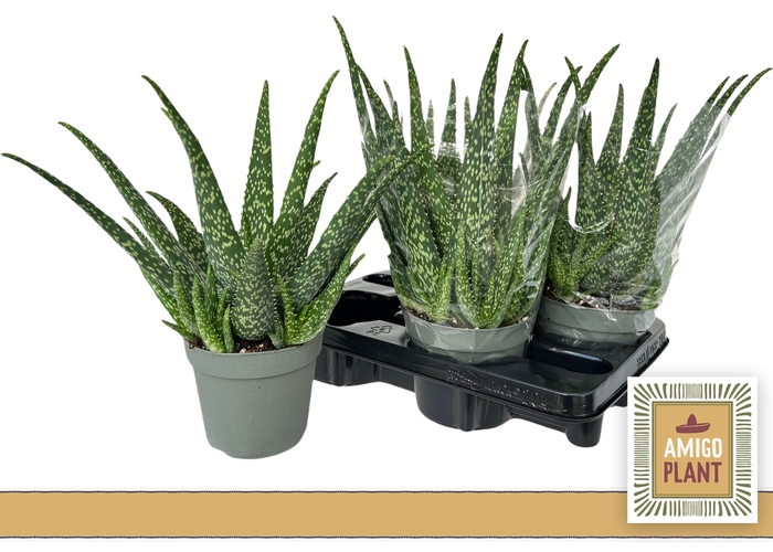 <h4>ALOE VERA</h4>