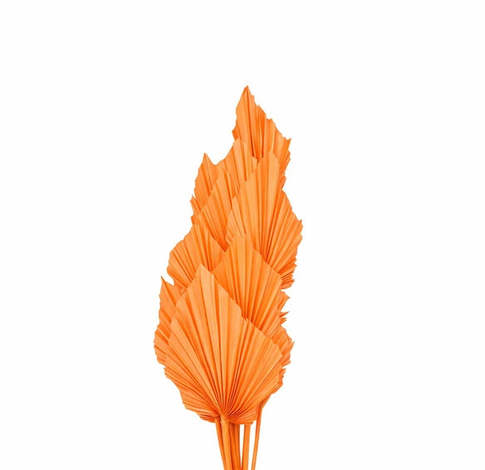 <h4>Dried Palm Spear 10pc Salmon Bunch</h4>
