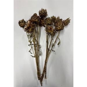 DROOG CYNARA ARTISJO