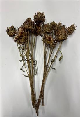 <h4>DROOG CYNARA ARTISJO</h4>