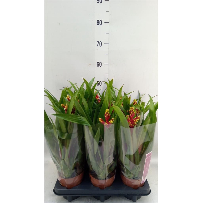 <h4>Guzmania   ...</h4>