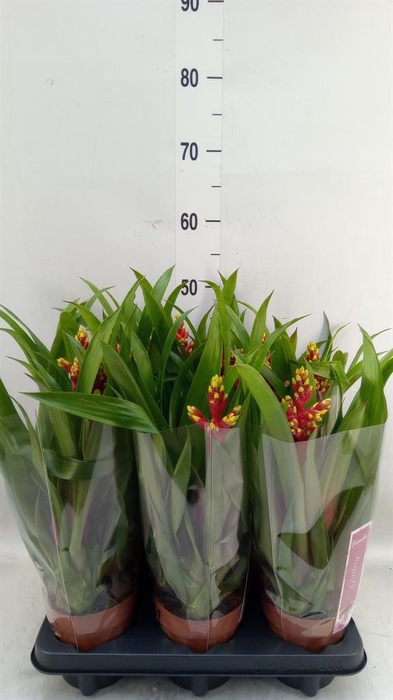 Guzmania   ...