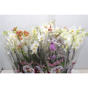 PHALAENOPSIS P12 MULTIFLORA 3 HT