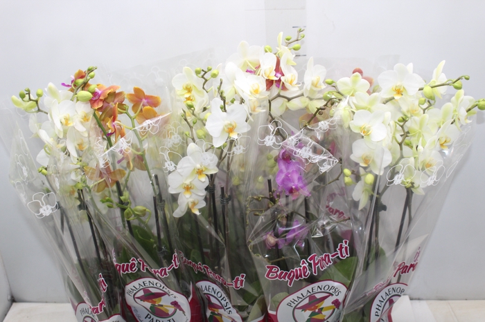 <h4>PHALAENOPSIS P12 MULTIFLORA 3 HT</h4>