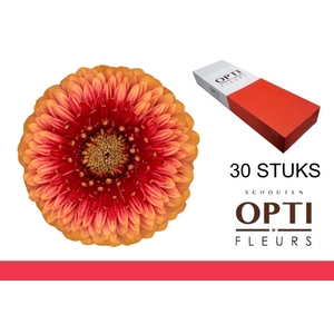 GE MB POM BEAKER-Doosx30